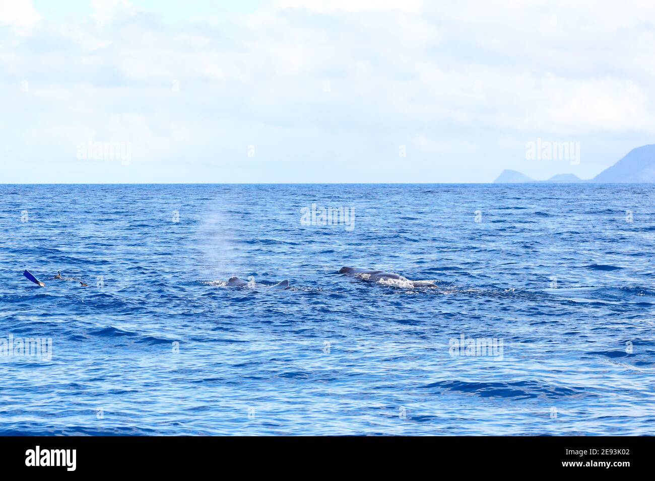 Divers scuba dive with Whales in Caribbean Sea Stock Photo Alamy