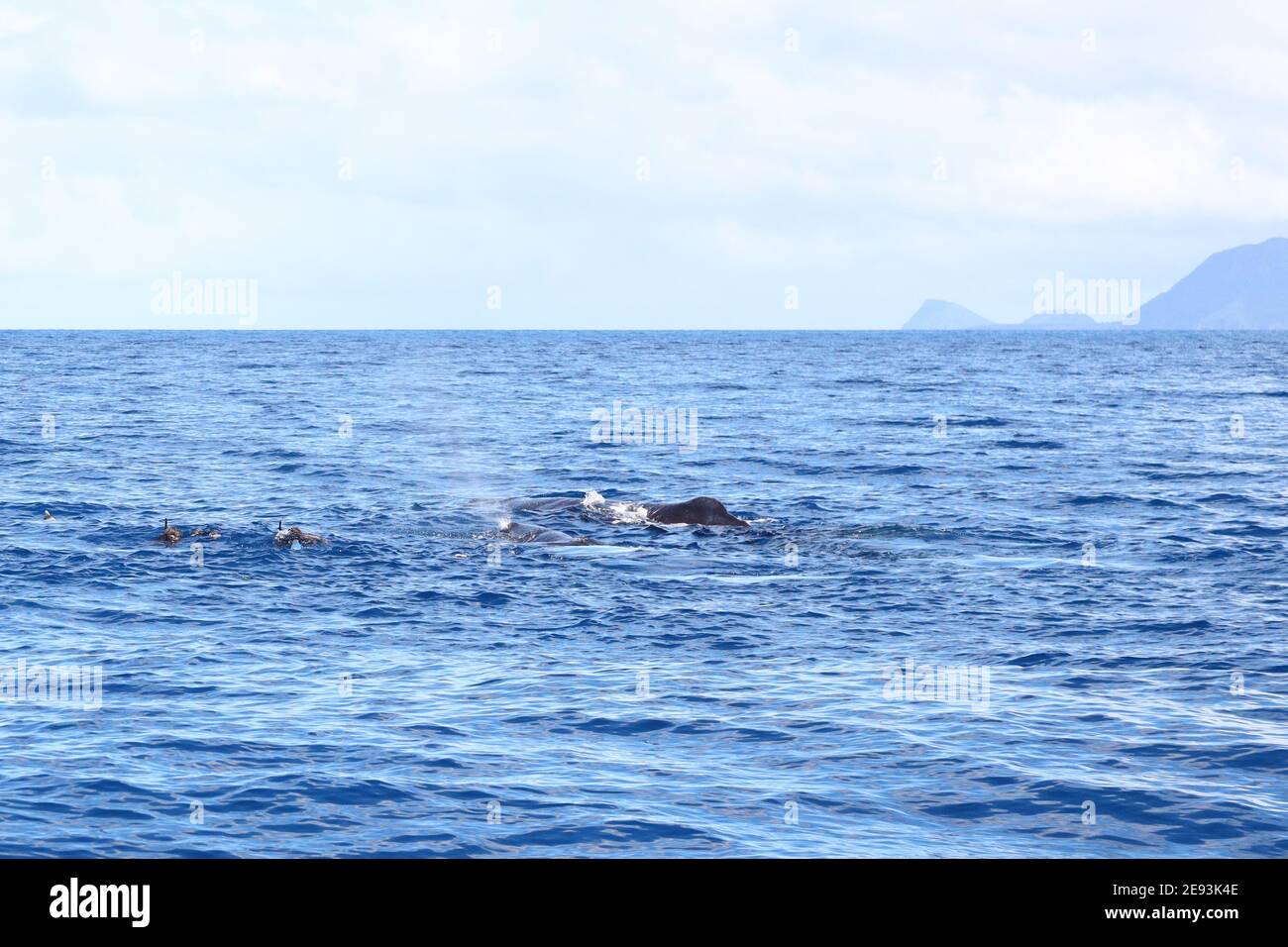 Scuba diving with Sperm Whales in Caribbean Sea off Dominica Island Stock Photo Alamy
