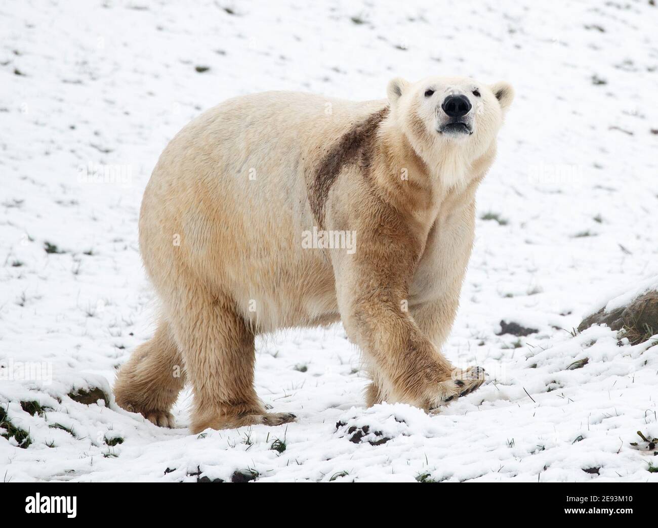 A polar bear enjoys the snow Yorkshire Wildlife Park, home to the only Polar Bears in England. Picture date: Tuesday February 2, 2021. Stock Photo