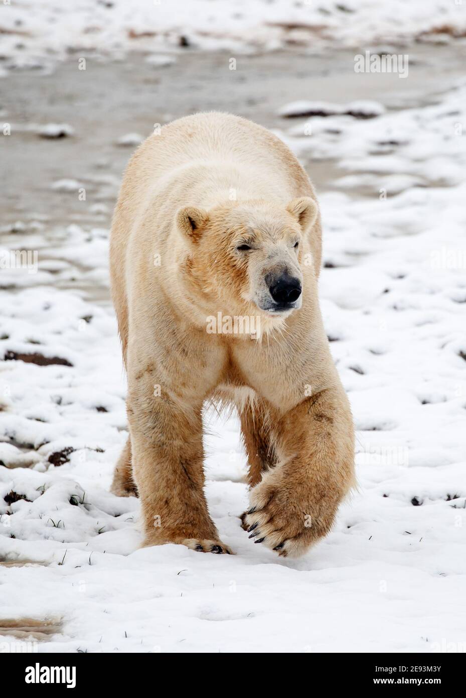Yorkshire wildlife park polar bears hi-res stock photography and images ...
