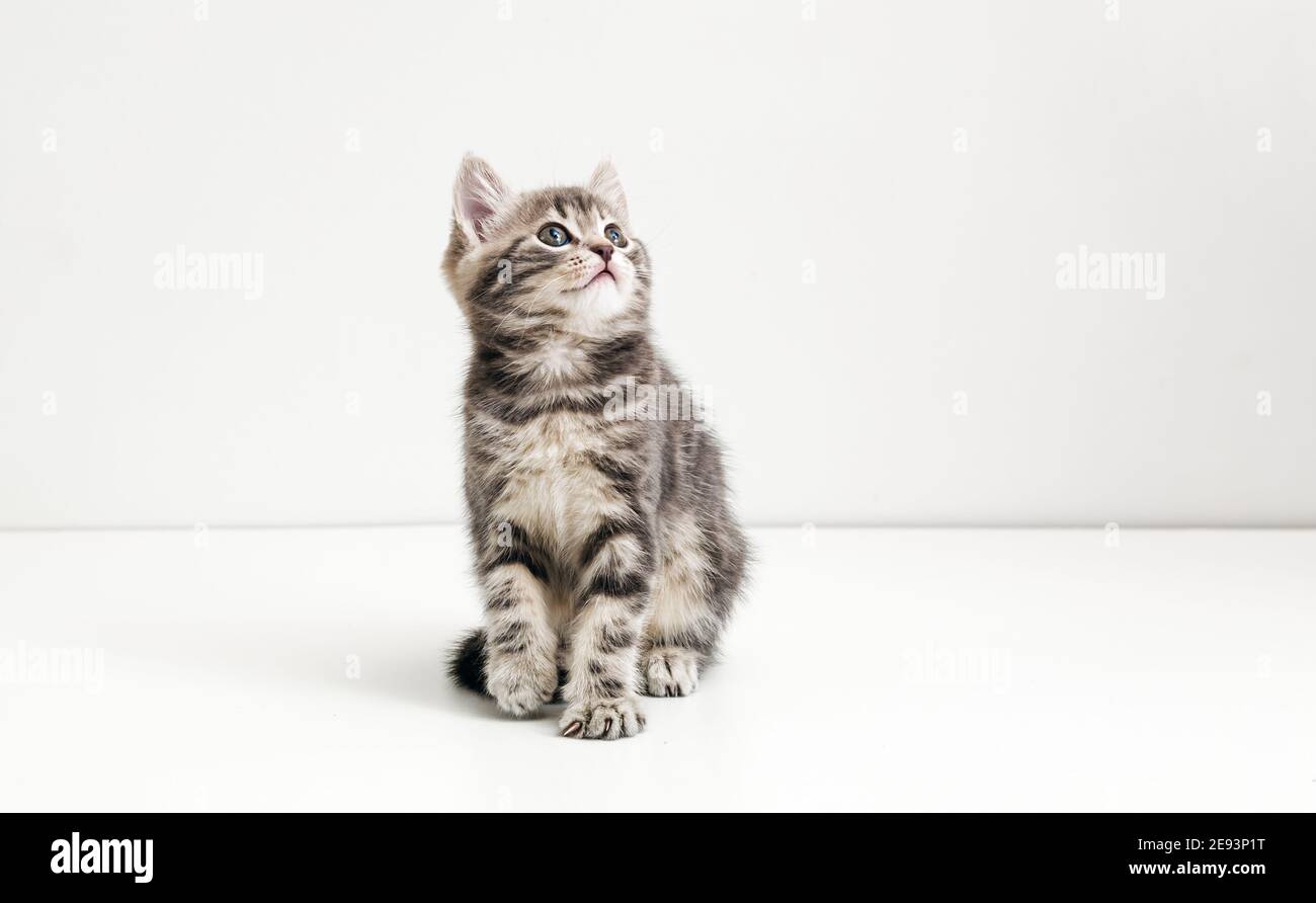 Cute gray cat kid animal with interested, question facial face expression look side on copy space. Small tabby kitten on white background. Stock Photo