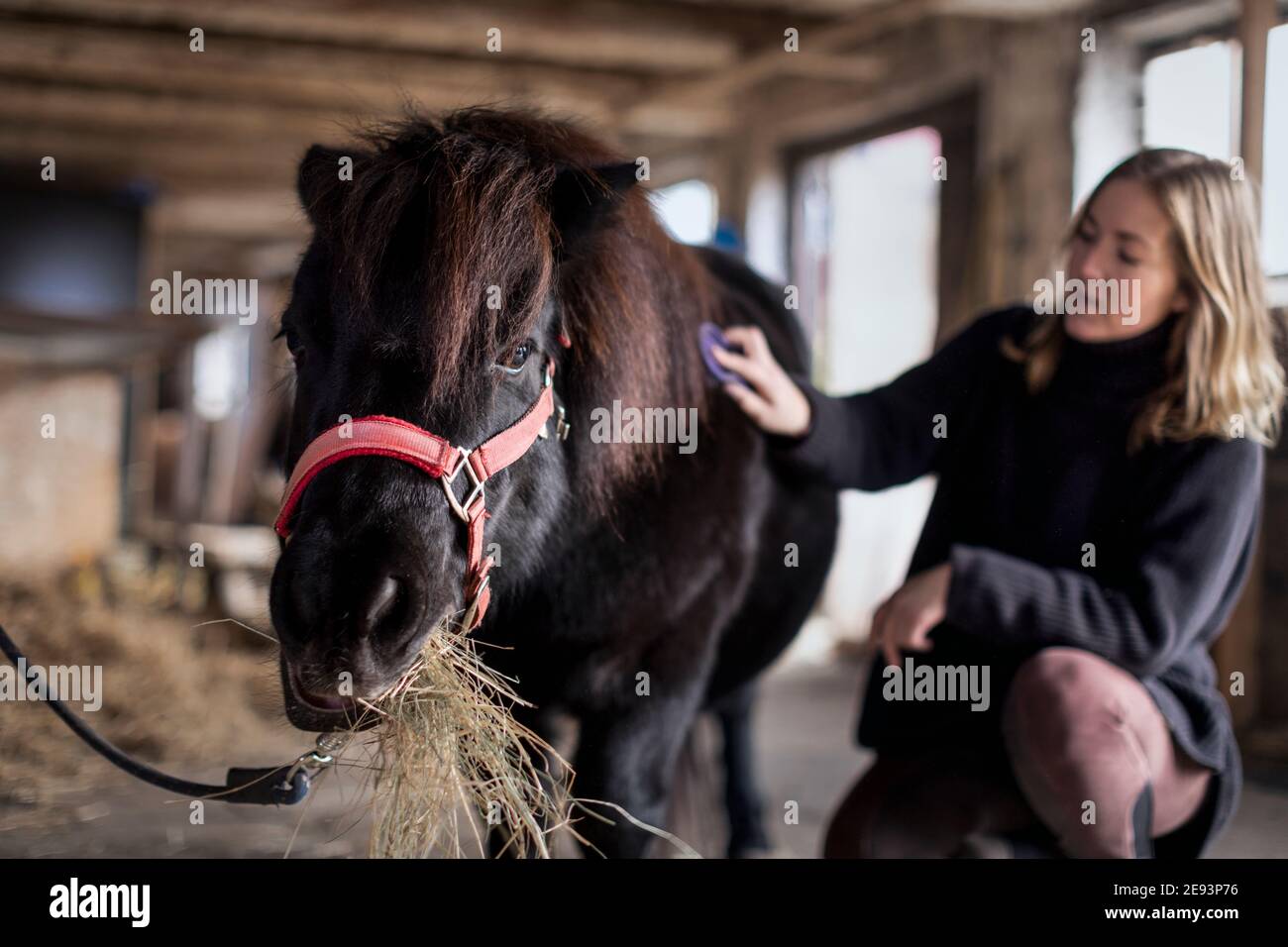 Brushing horse hires stock photography and images Alamy