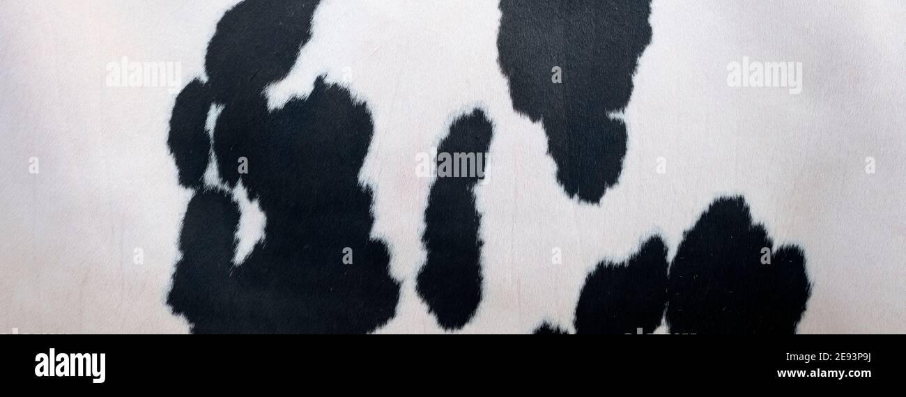 black spots on white hide of domestic cow in holland Stock Photo