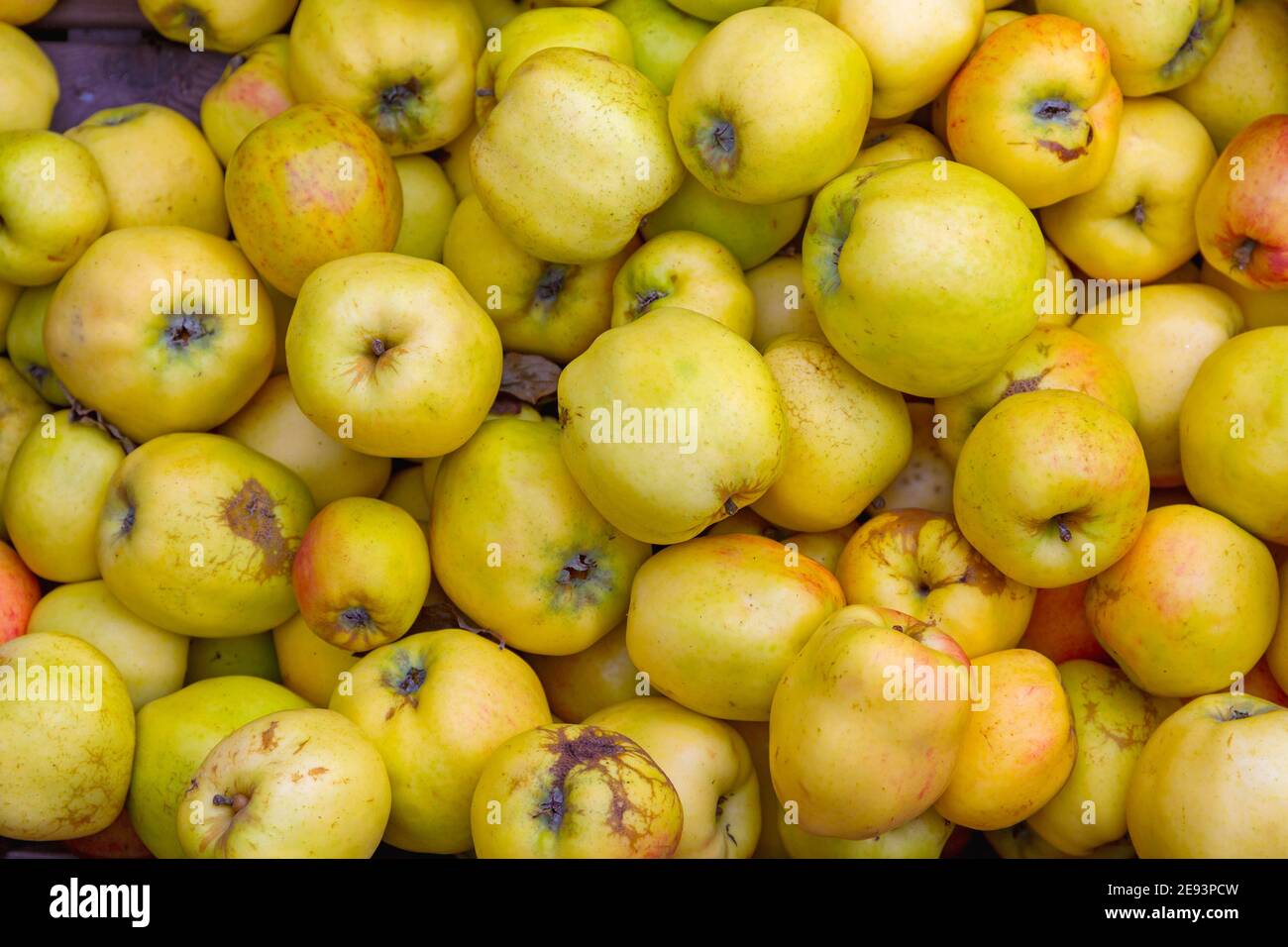 Bunch of Yellow Quince Apples Natural Organic Stock Photo Alamy