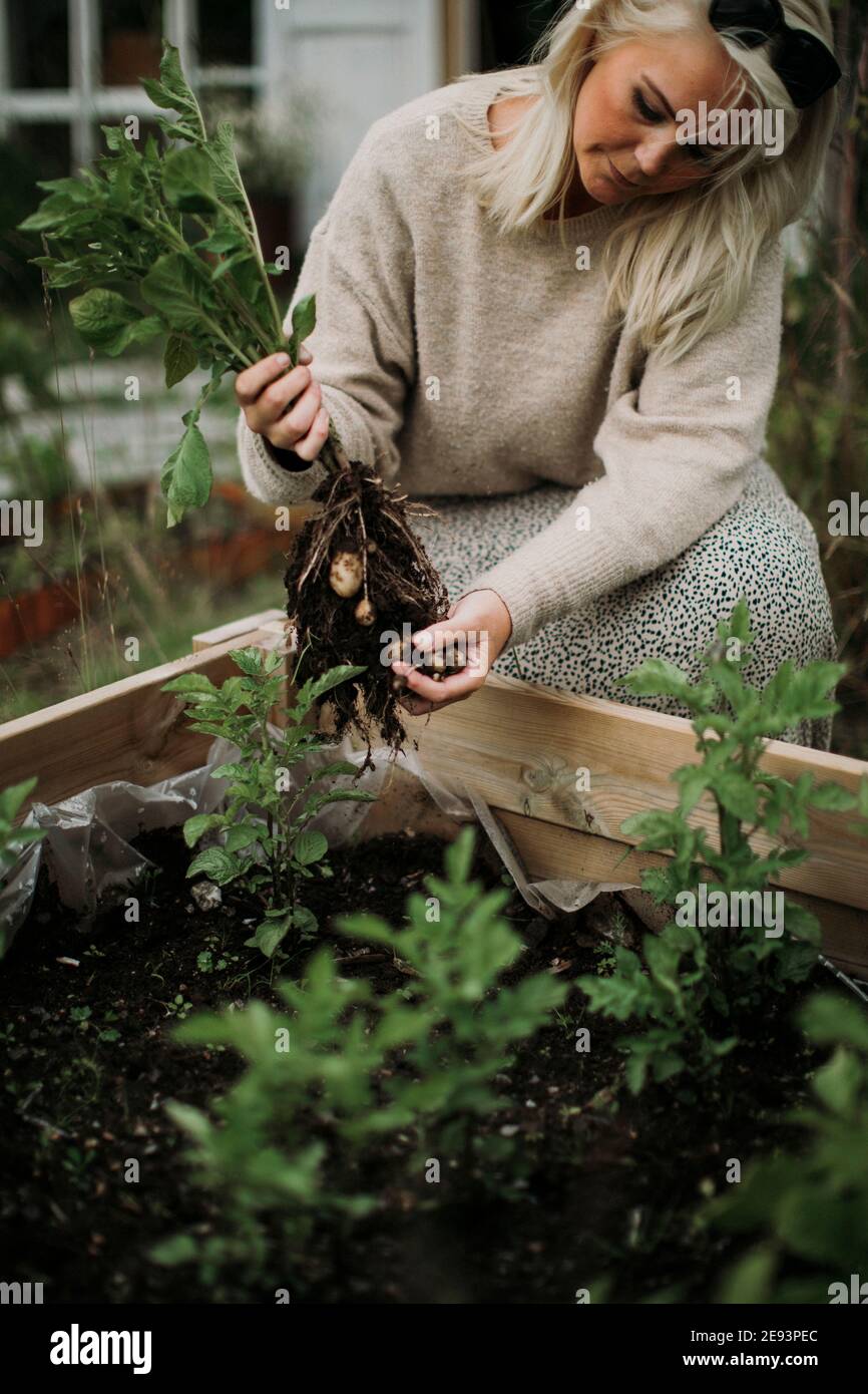 Woman picking potatoes in garden Stock Photo