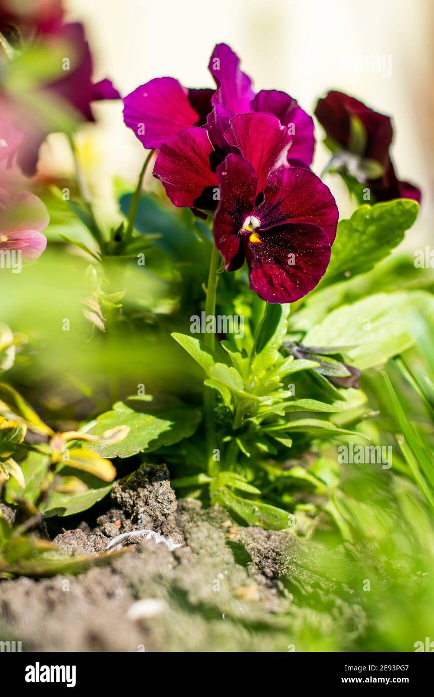 Viola flower plants in a garden during spring Stock Photo