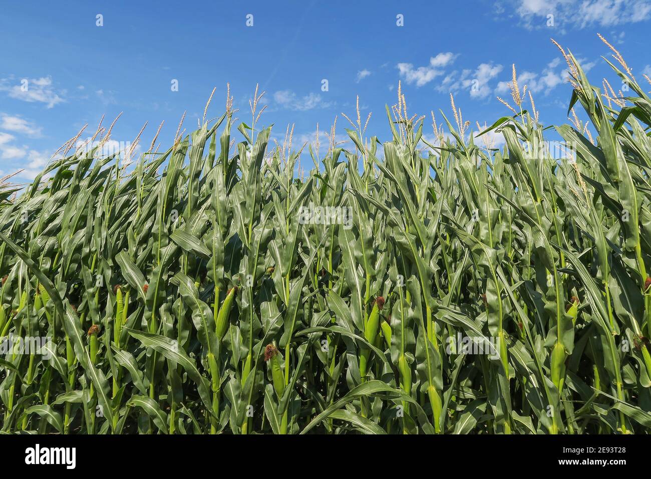 Corn field and blue sky with clouds on background Stock Photo - Alamy