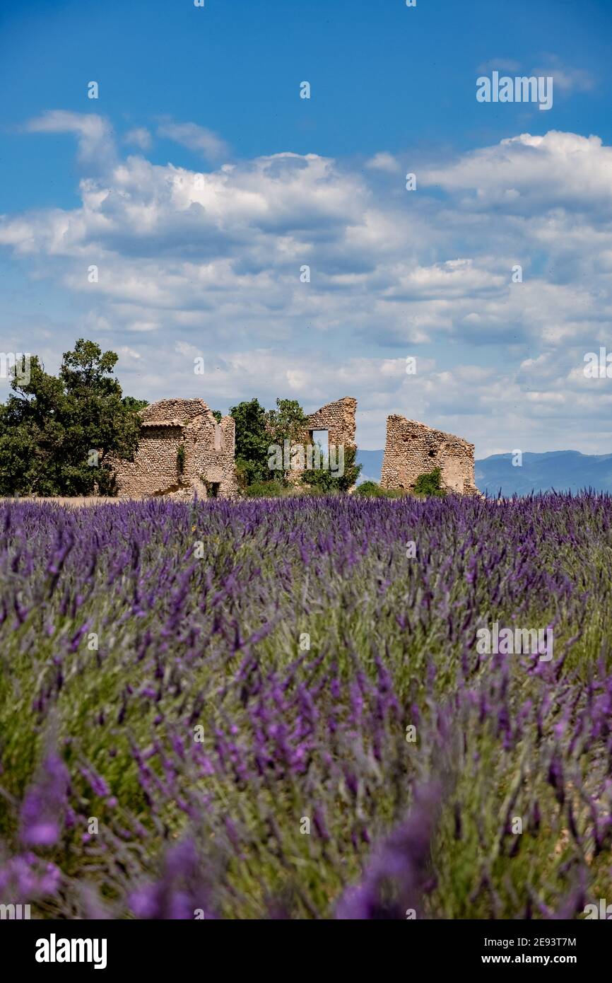 Provence, Lavender field at sunset, Valensole Plateau Provence France blooming lavender fields. Europe Stock Photo