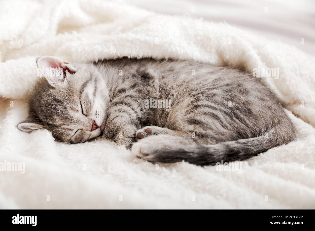 Image showcasing Curled cat hi-res stock photography and images - Alamy