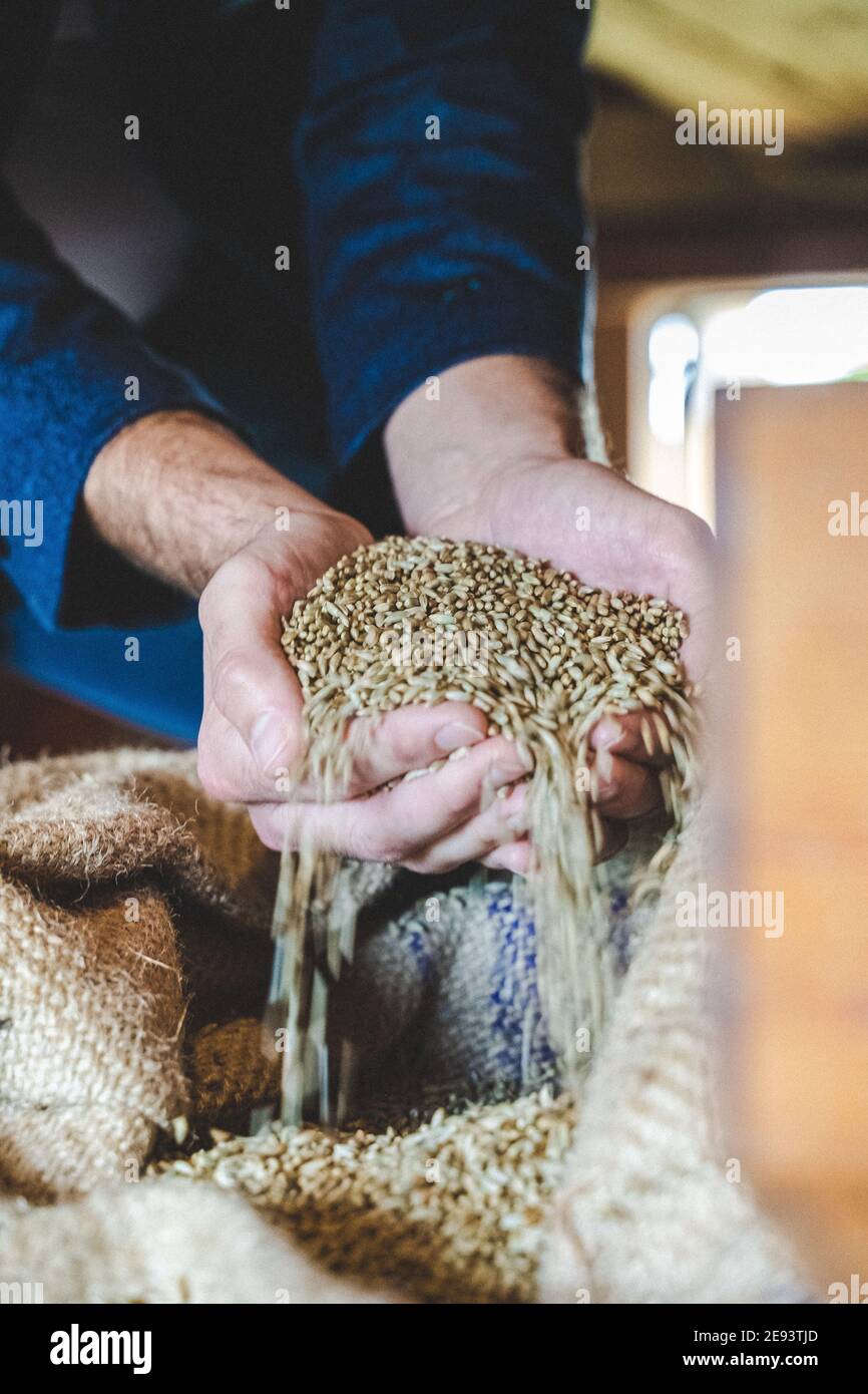 Closeup vertical shot of a farmer's hands holding and examining grains ...