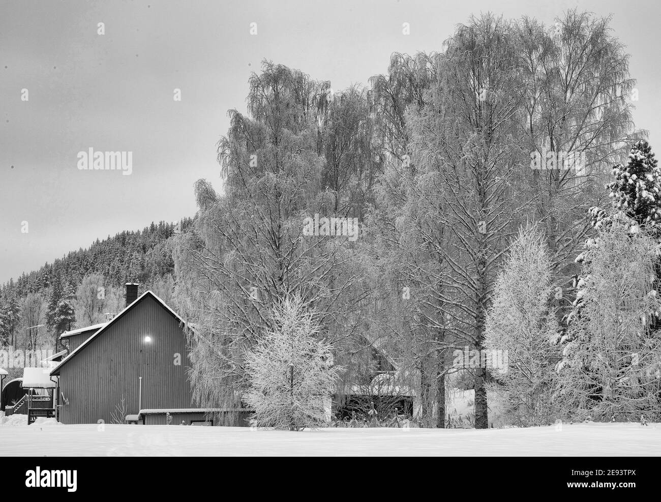 rural buildings and trees in winter, north sweden Stock Photo
