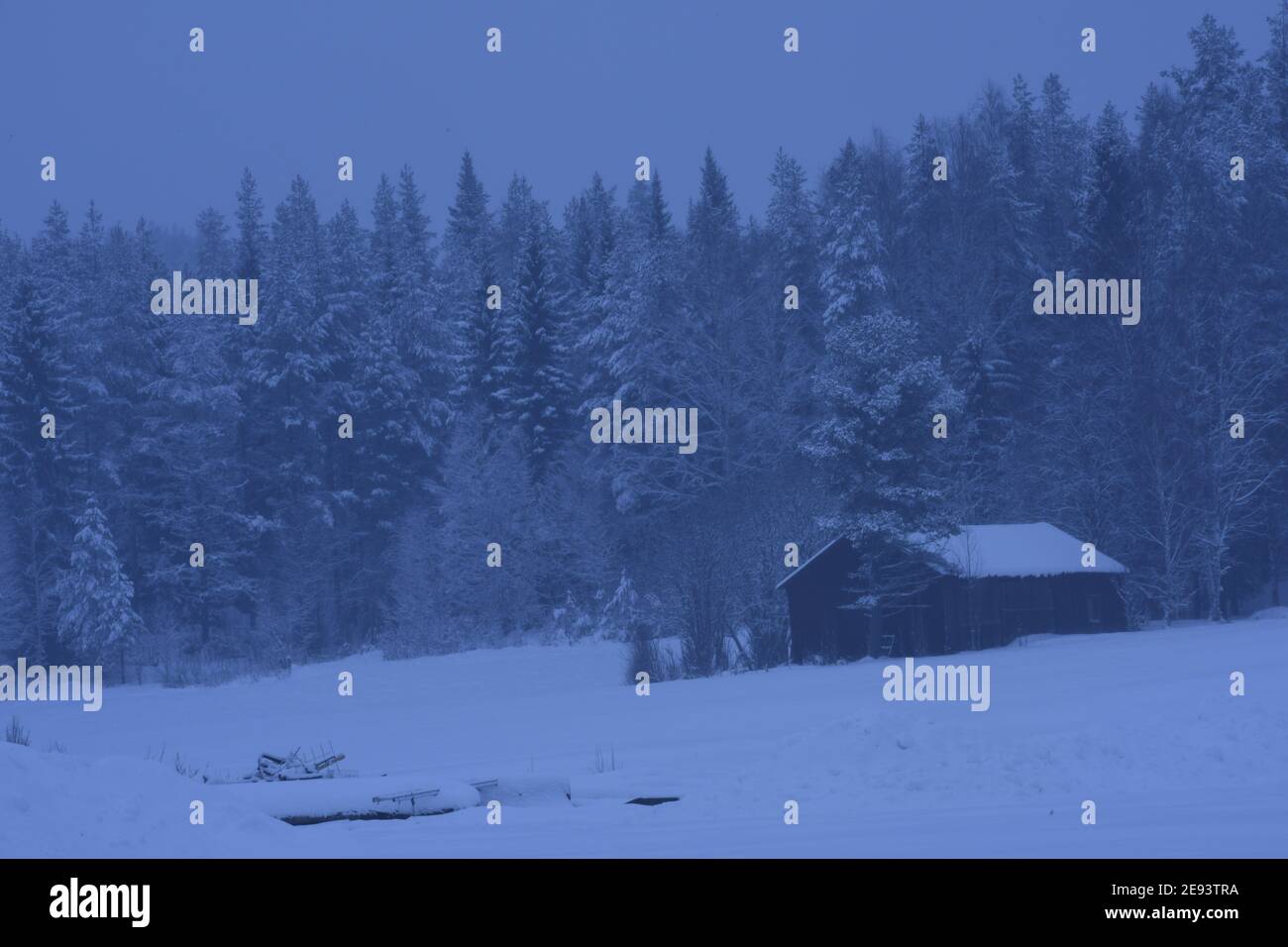 rural buildings and trees in winter, north sweden Stock Photo - Alamy
