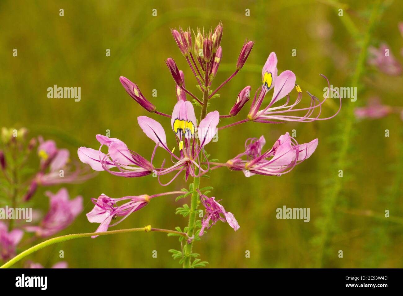 Pretty Lady is a common flower during the rainy season and can have a