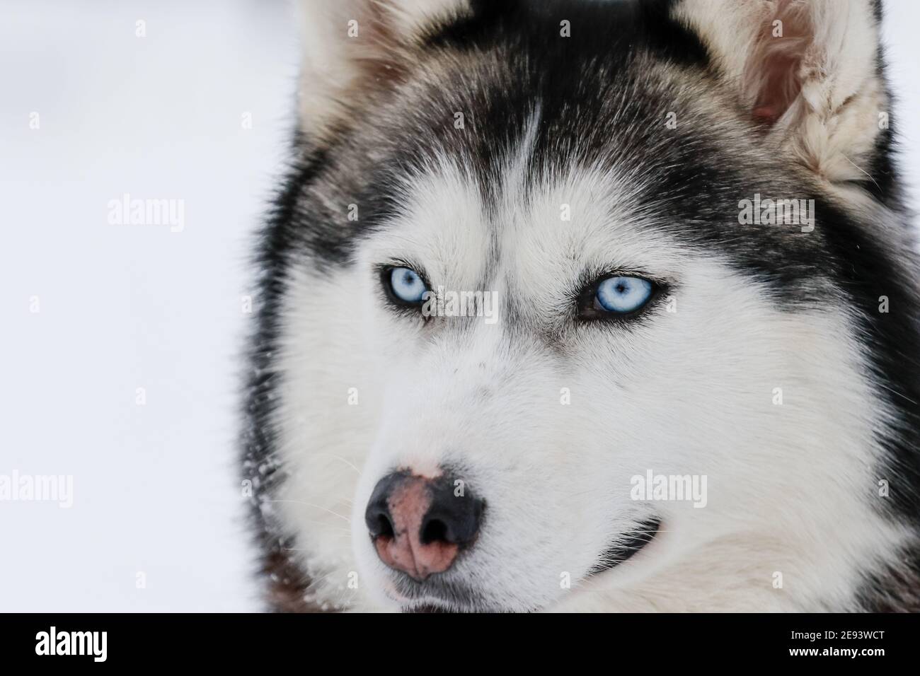 Portrait of a Siberian husky, friendship forever. Pet. Husky Stock Photo