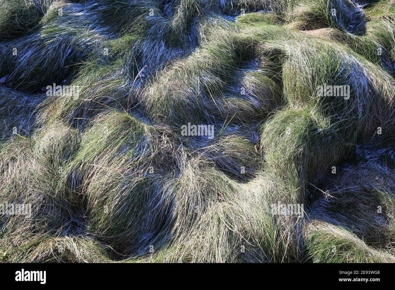 Grass on dunes at Prestwick, Ayrshire Stock Photo