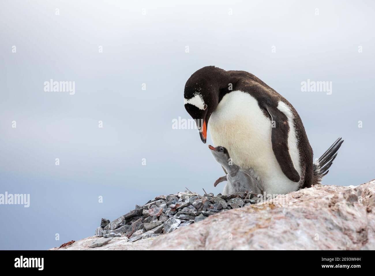 A cute gentoo penguin is about to feed its chick on a rock in a nest of stones Stock Photo