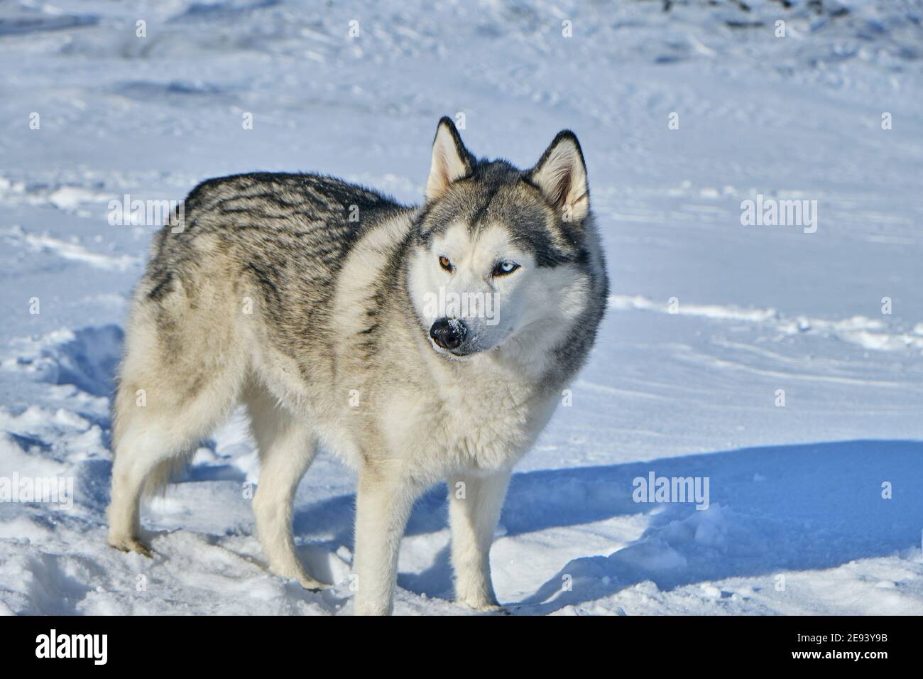 Siberian husky in the snow on a bright sunny day Stock Photo - Alamy
