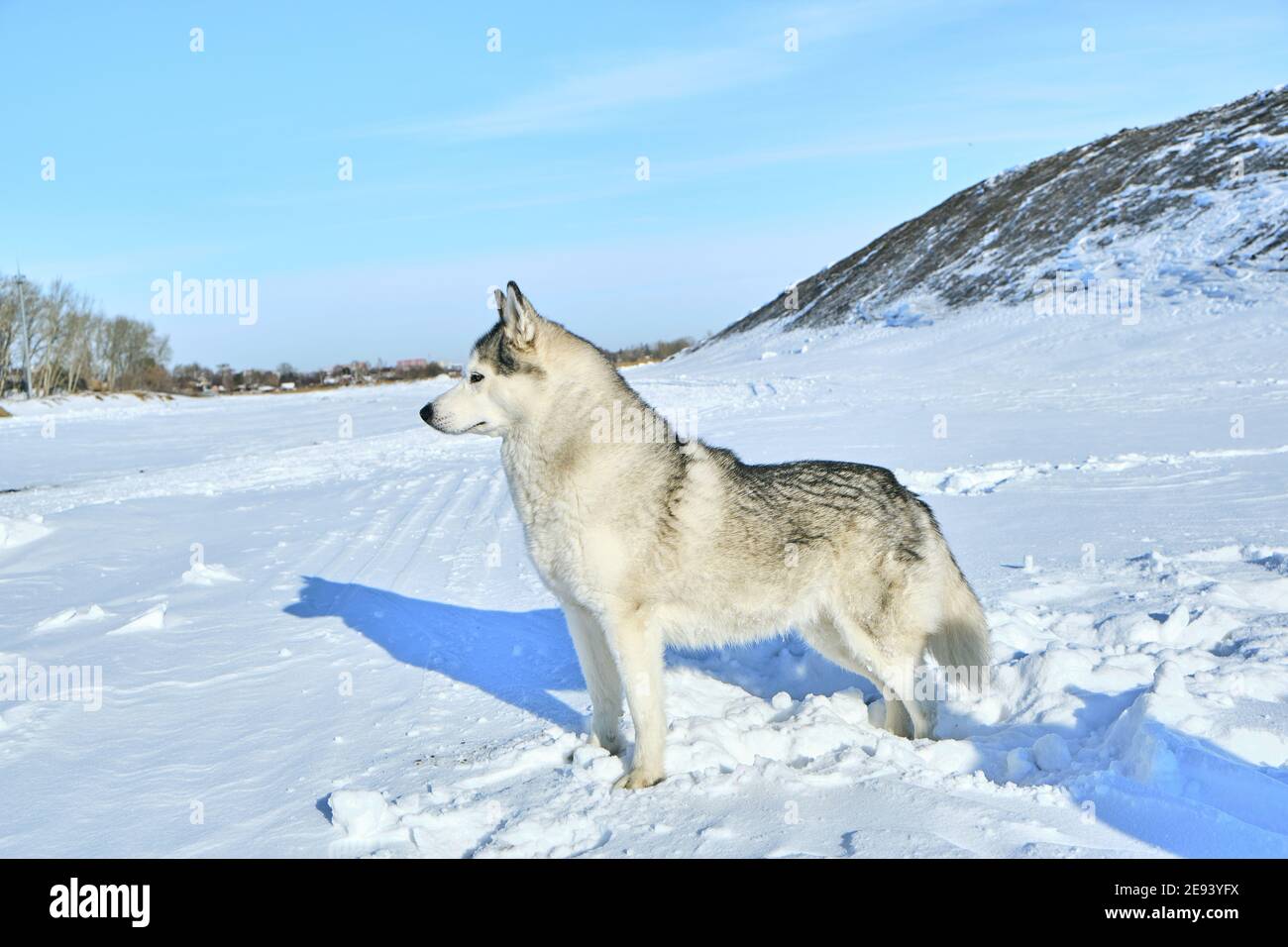 Siberian husky in the snow on a bright sunny day Stock Photo - Alamy