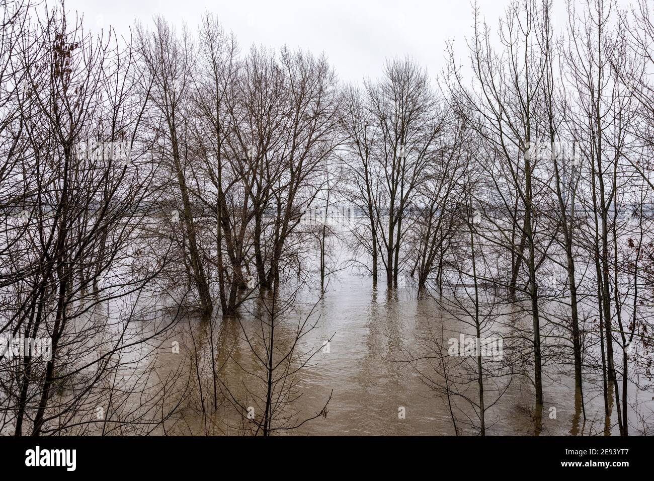 Flood on the Rhine in Dusseldorf Stock Photo Alamy