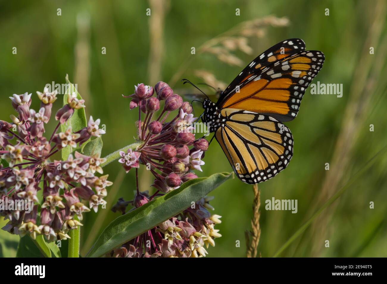 A Monarch Butterfly feeds on the nectar from a common milkweed flower Stock Photo Alamy