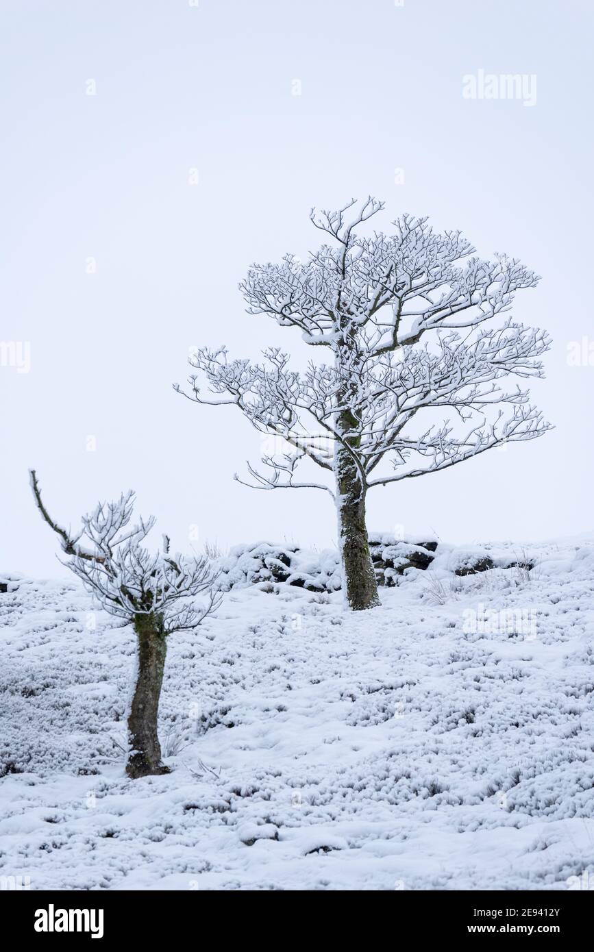 Snow covered trees on the West Pennine moors above Brinscall in Lancashire Stock Photo