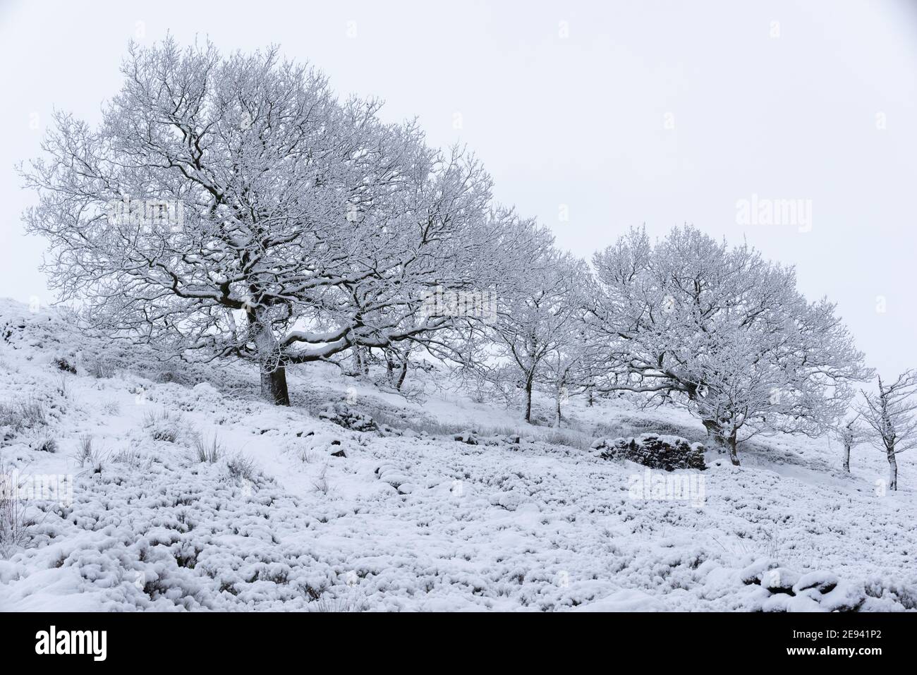 Snow covered trees on the West Pennine moors above Brinscall in Lancashire Stock Photo