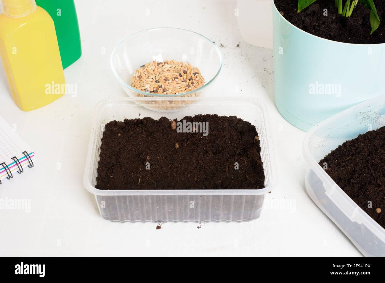 plant and sow seeds in planters for germination at home . stepbystep