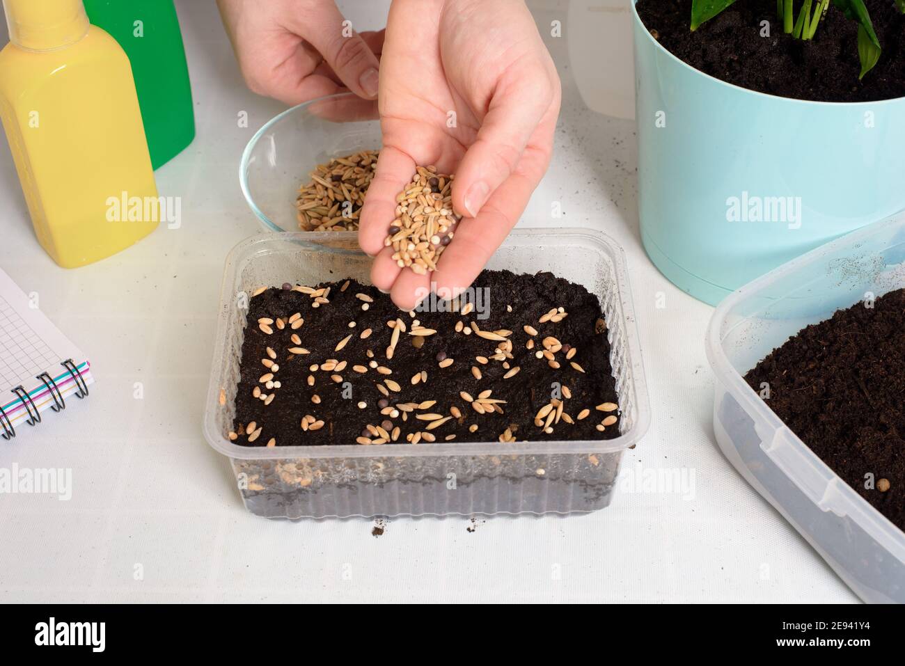 plant and sow seeds in planters for germination at home . stepbystep