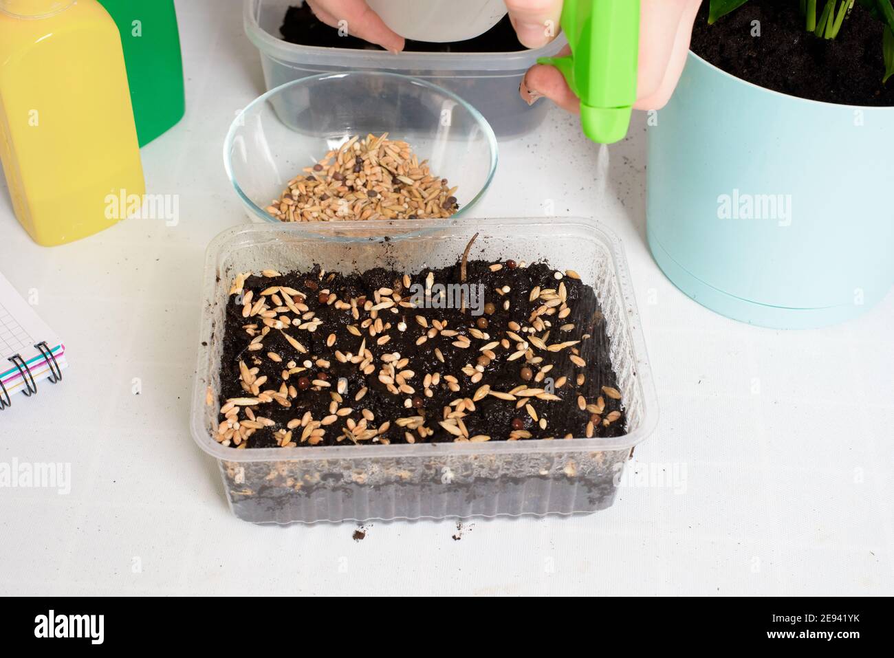 plant and sow seeds in planters for germination at home . stepbystep