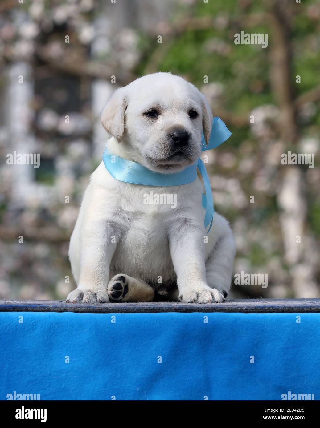 a yellow labrador puppy on the blue background Stock Photo - Alamy