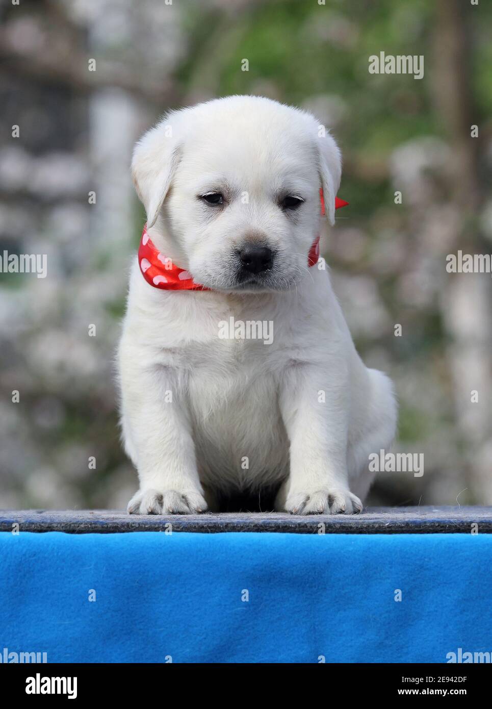 the yellow labrador puppy on the blue background Stock Photo - Alamy