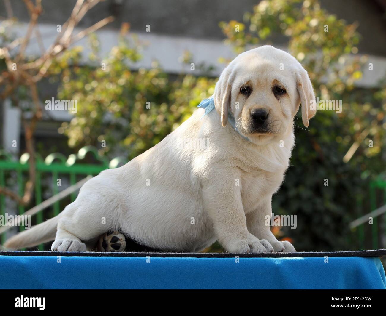 the nice yellow labrador puppy on the blue background Stock Photo - Alamy