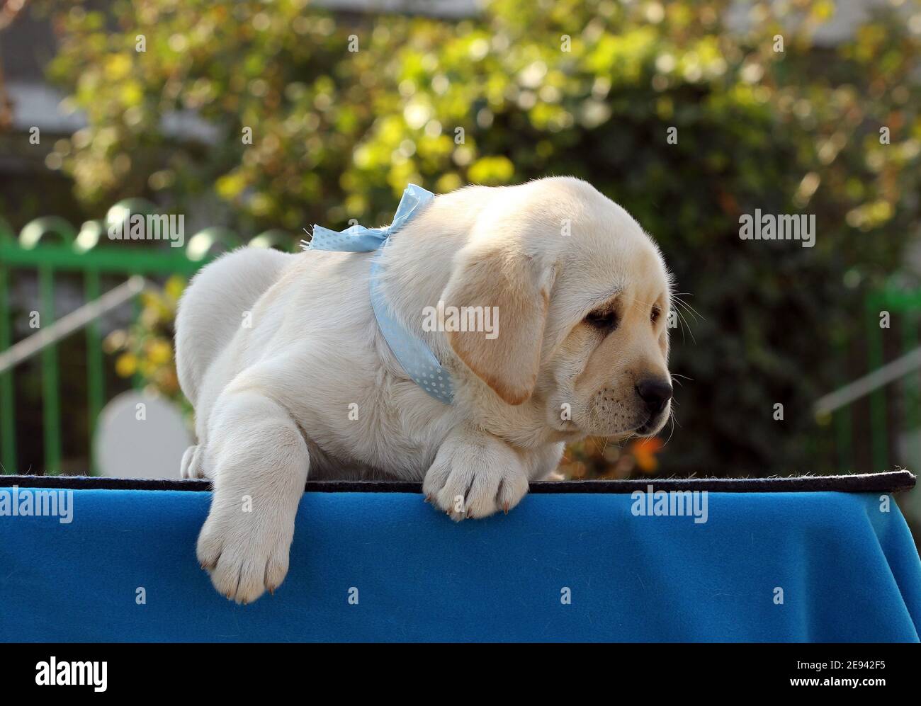 nice yellow labrador puppy on the blue background Stock Photo - Alamy