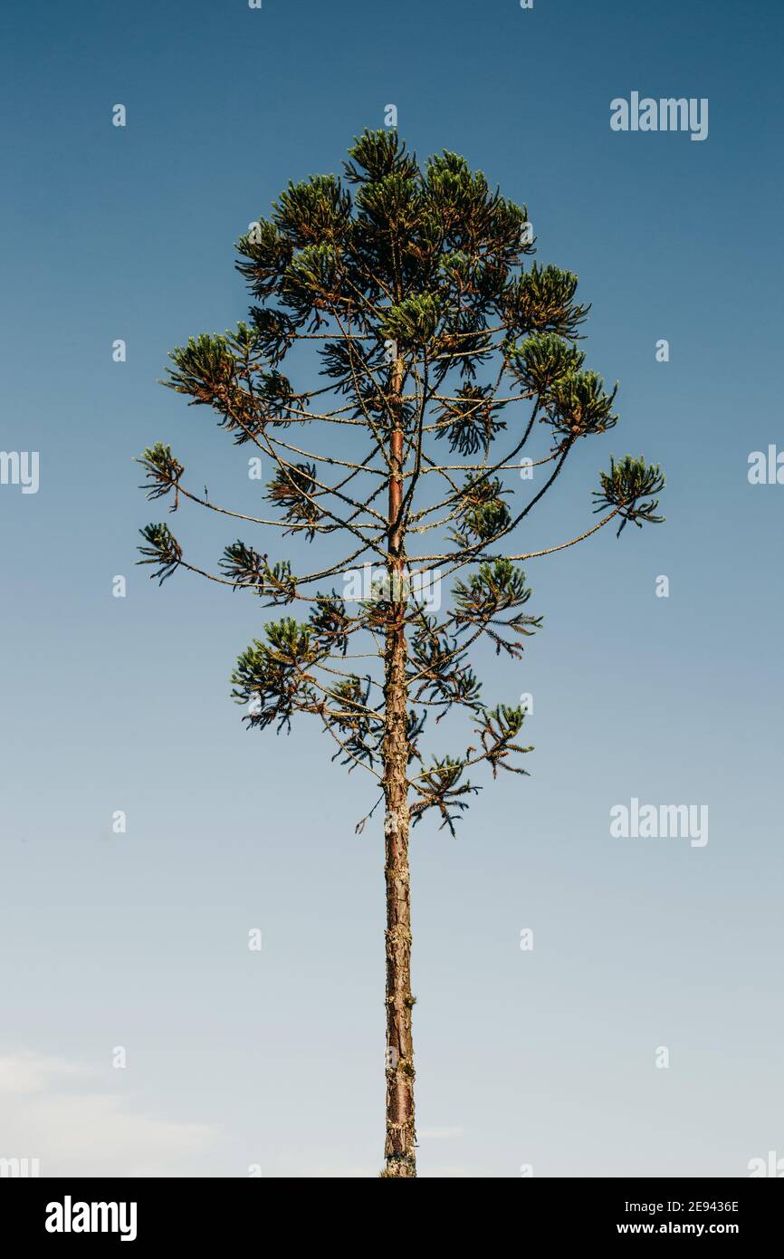 Vertical low angle shot of a lonely tree with blue sky in the backgro ...