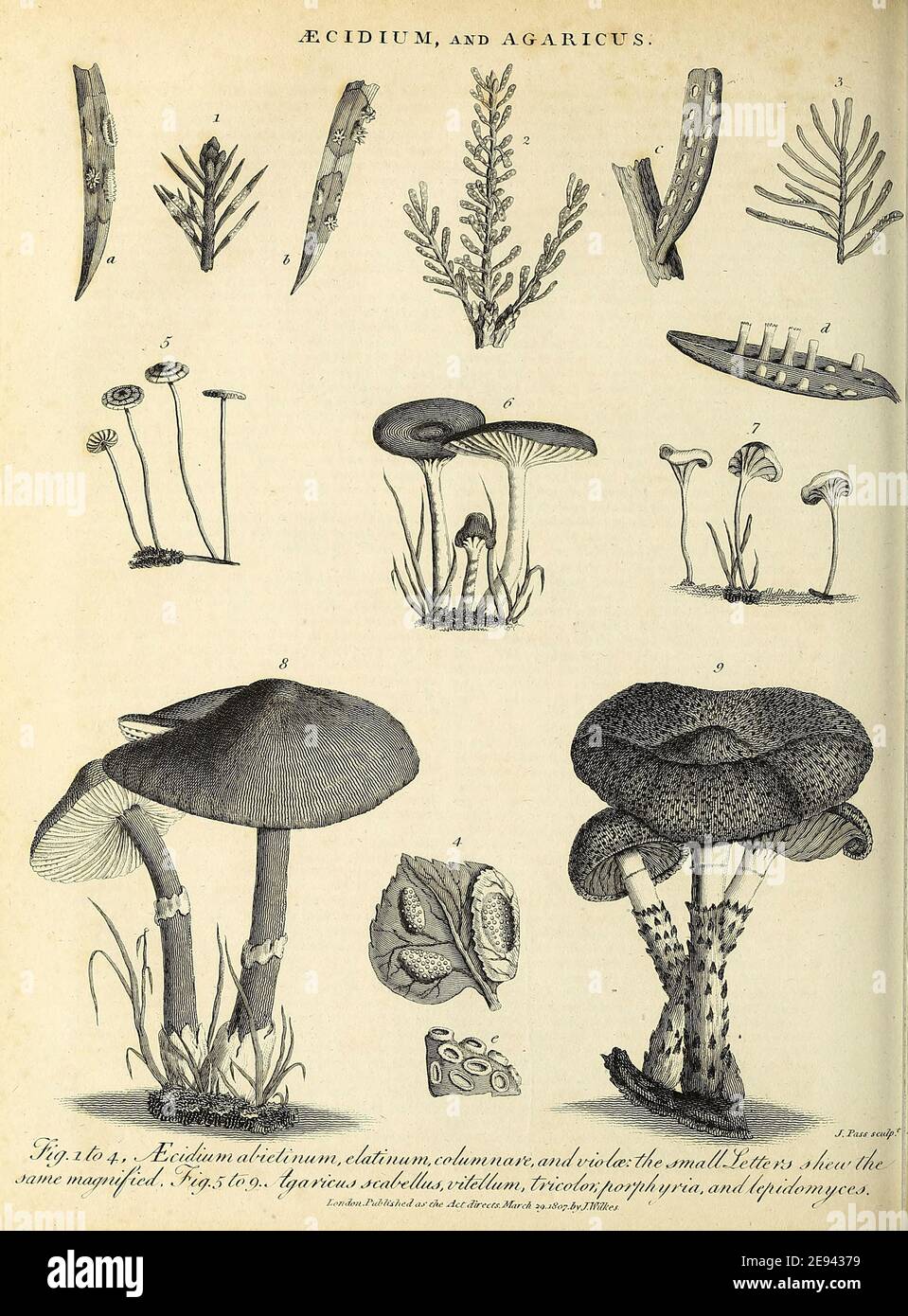 Various examples of Aecidium [rust fungi] and Agaricus [edible and poisonous mushrooms] Copperplate engraving From the Encyclopaedia Londinensis or, Universal dictionary of arts, sciences, and literature; Volume I;  Edited by Wilkes, John. Published in London in 1810 Stock Photo