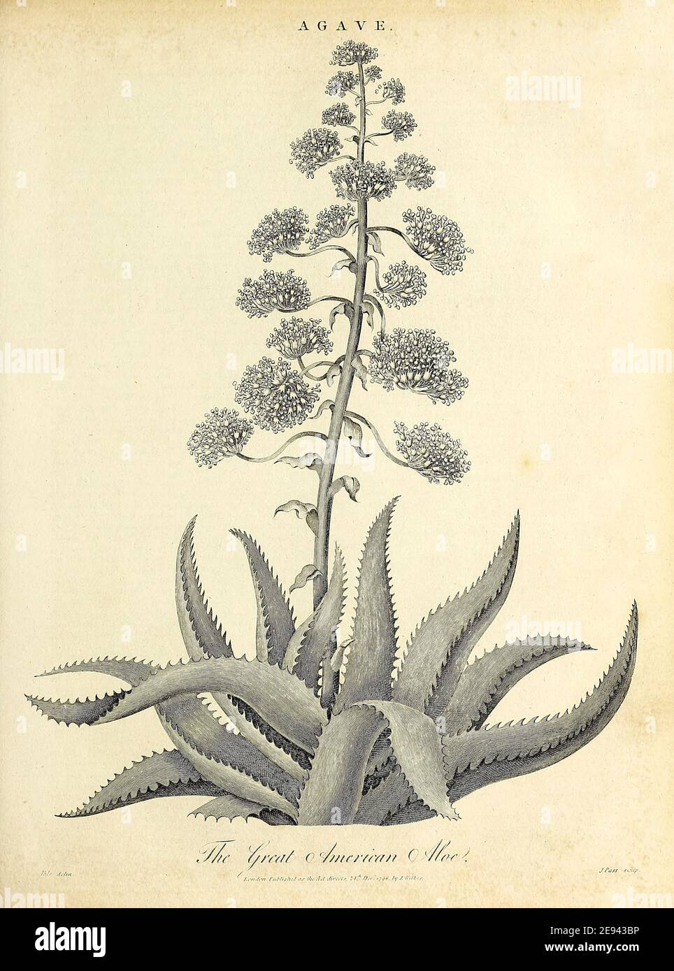 Agave is a genus of monocots native to the hot and arid regions of the Americas, although some Agave species are also native to tropical areas of South America. The genus Agave is primarily known for its succulent and xerophytic species that typically form large rosettes of strong, fleshy leaves. Copperplate engraving From the Encyclopaedia Londinensis or, Universal dictionary of arts, sciences, and literature; Volume I;  Edited by Wilkes, John. Published in London in 1810 Stock Photo