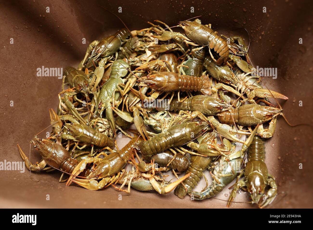The fresh crayfish in the brown kitchen sink Stock Photo - Alamy