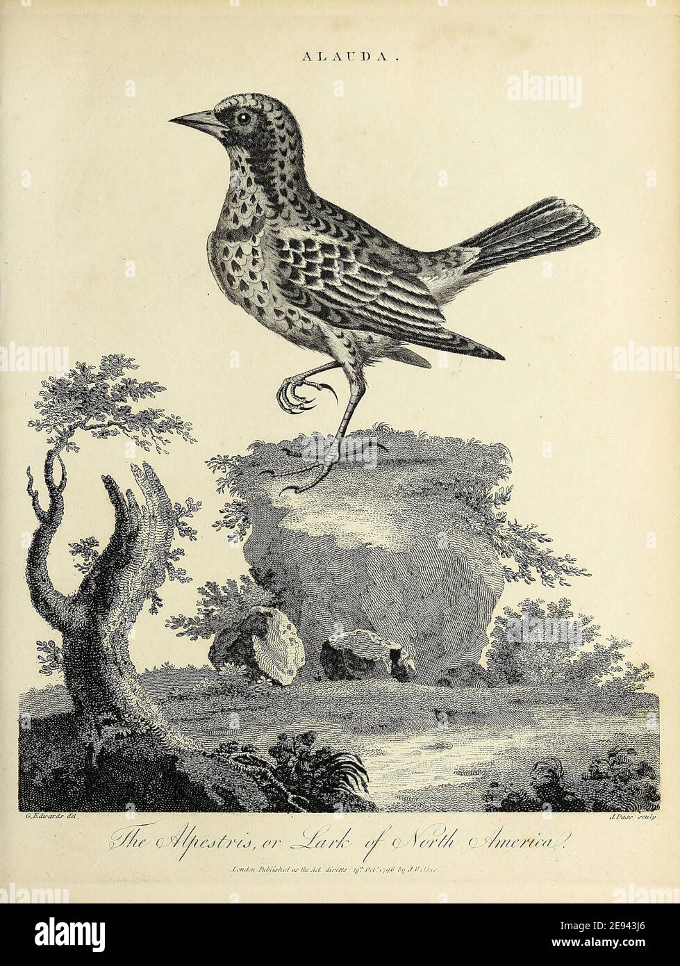 Alauda is a genus of larks found across much of Europe, Asia and in the mountains of north Africa, Copperplate engraving From the Encyclopaedia Londinensis or, Universal dictionary of arts, sciences, and literature; Volume I;  Edited by Wilkes, John. Published in London in 1810 Stock Photo