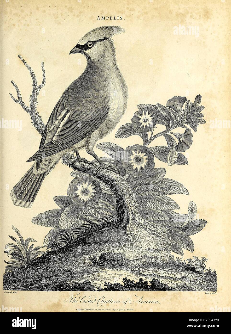 Ampelis - The Crested Chatterer of America Copperplate engraving From the Encyclopaedia Londinensis or, Universal dictionary of arts, sciences, and literature; Volume I;  Edited by Wilkes, John. Published in London in 1810 Stock Photo