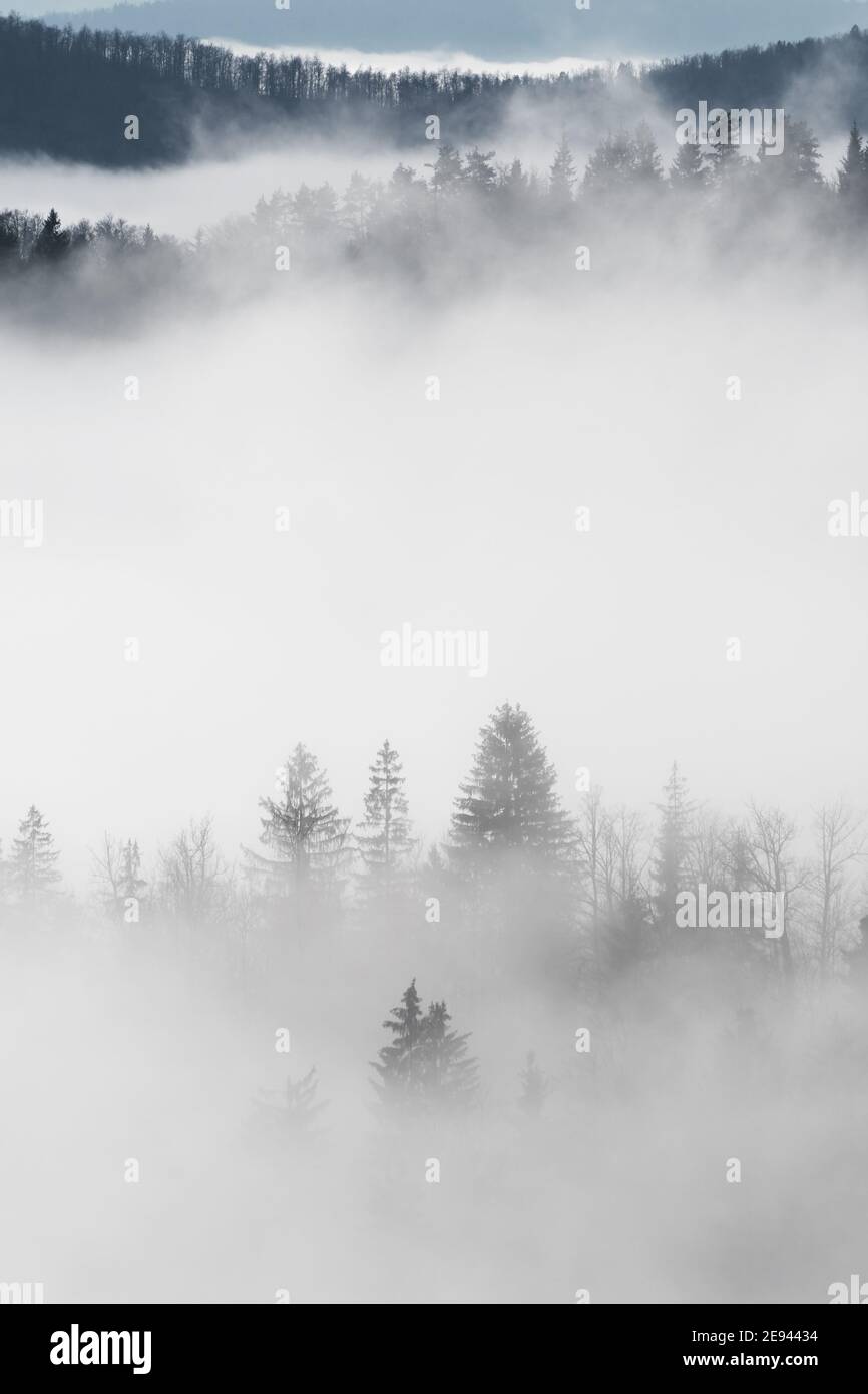 Spruce trees emerging from mist on forest hilltops. Environment, ecology, climate change and sustainability concepts. Stock Photo