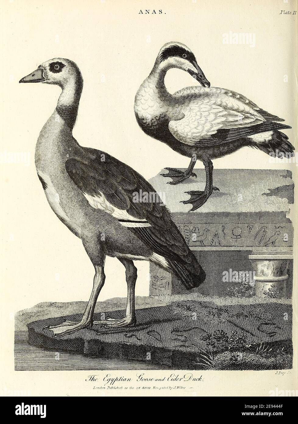 Egyptian Goose [Alopochen aegyptiaca] (Left) and Eider Duck [common eider (Somateria mollissima), also called St. Cuthbert's duck or Cuddy's duck], Copperplate engraving From the Encyclopaedia Londinensis or, Universal dictionary of arts, sciences, and literature; Volume I;  Edited by Wilkes, John. Published in London in 1810 Stock Photo