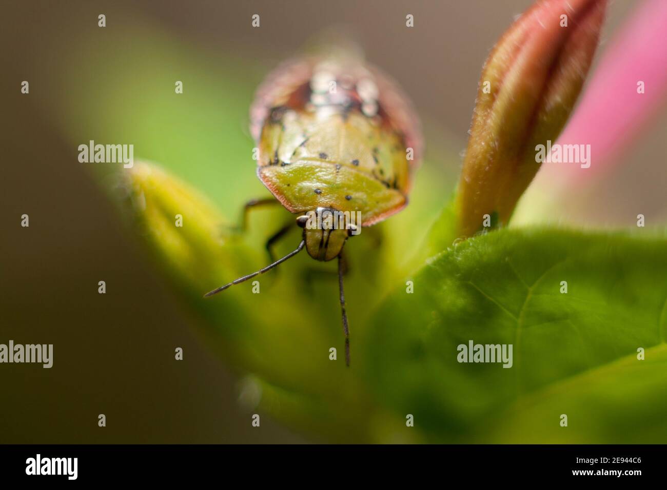 Funny smiling green beetle Nezara viridula on flower selective focus Stock Photo