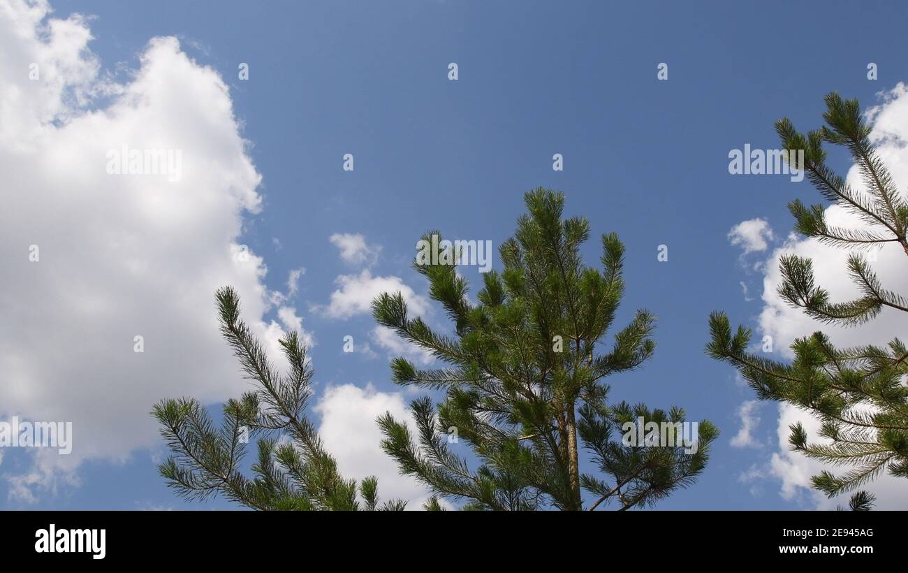 Fresh pine tree branches with green needles against blue sky background with fluffy white clouds and copy space. Conifer forest landscape. Pine trees Stock Photo