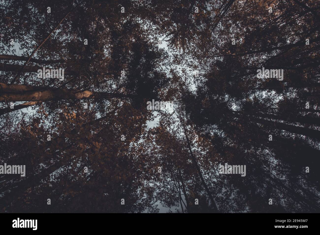 Low angle shot of high trees in the forest Stock Photo - Alamy