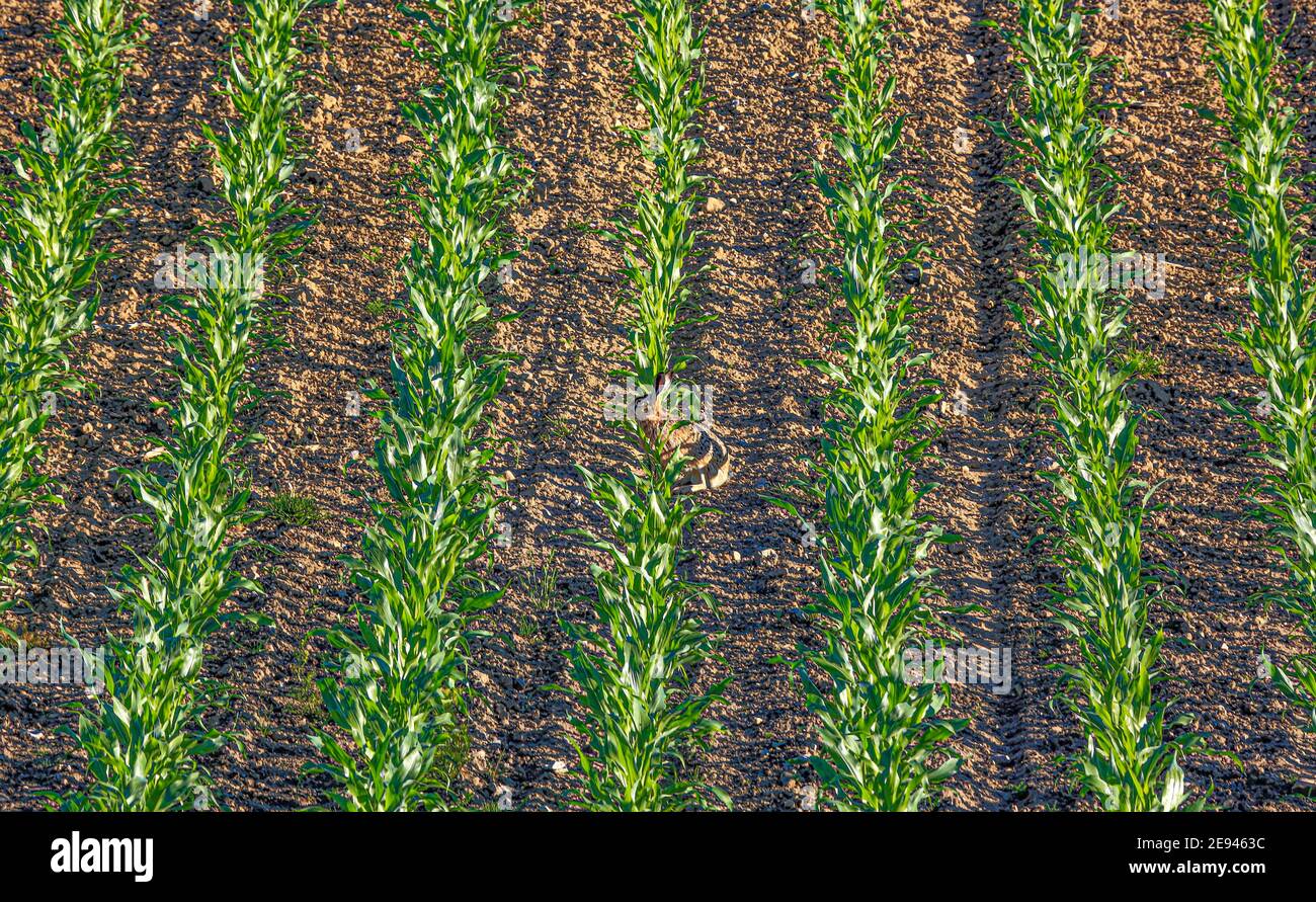 A hare, Lepus europaeus, stood between the young corn plants, so that one could see him from afar hardly. Stock Photo
