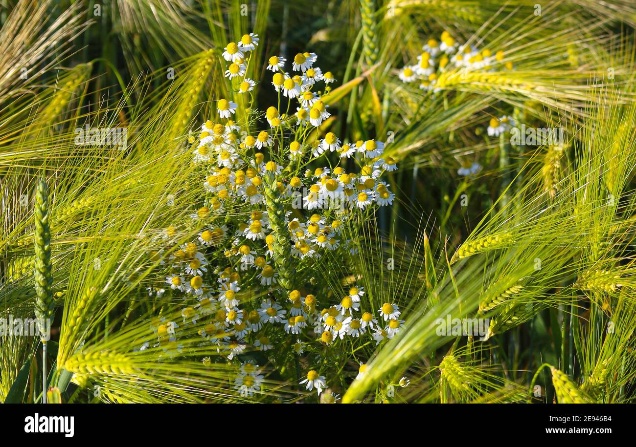 Several real chamomiles (Matricaria chamomilla L.) in a barley field. Stock Photo