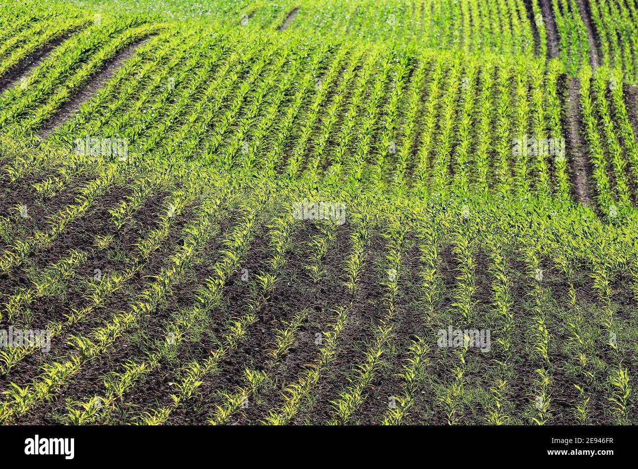 Young corn plants in a field in the hilly landscape in Schleswig-Holstein, Germany. Stock Photo