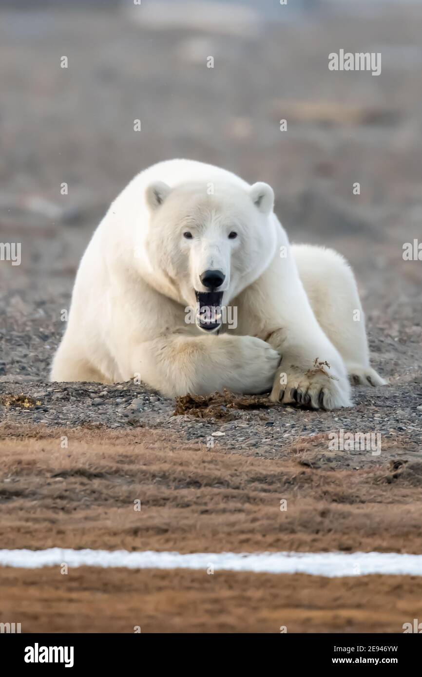 Playful Polar bear (Ursus maritimus) in the Arctic Circle of Kaktovik