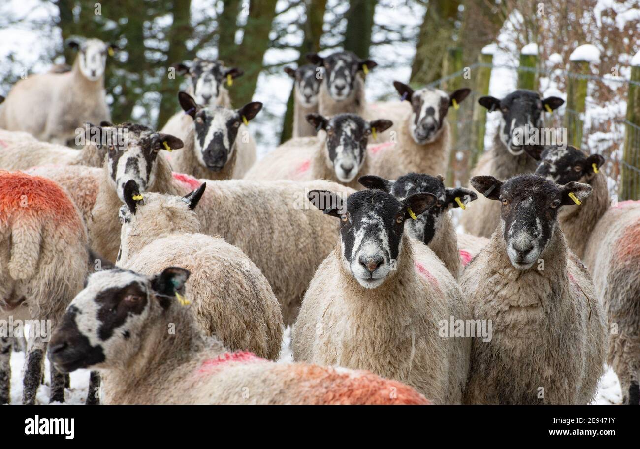 Chipping, Preston, Lancashire, UK. 2nd Feb, 2021. Sheep in the snow which hit the village of Chipping, near Preston, Lancashire. Credit: John Eveson/Alamy Live News Stock Photo