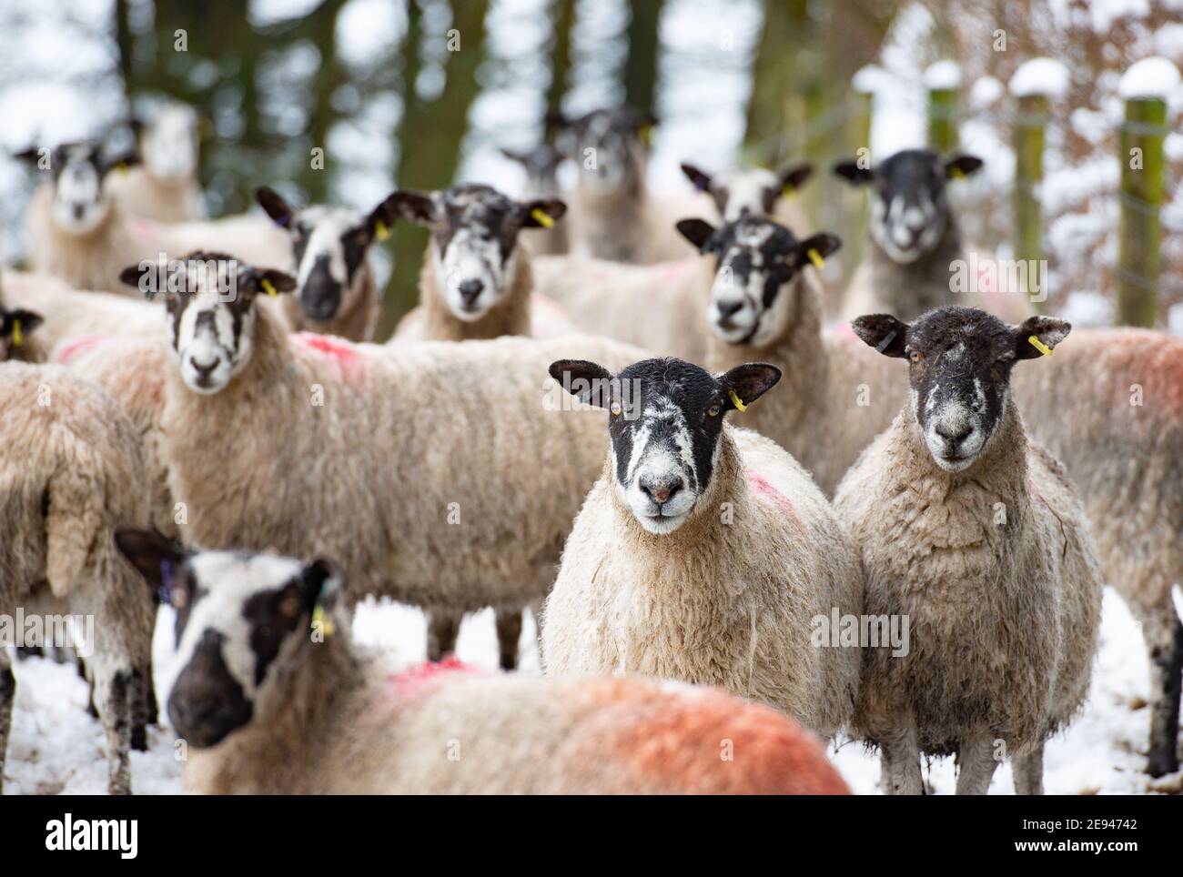 Chipping, Preston, Lancashire, UK. 2nd Feb, 2021. Sheep in the snow which hit the village of Chipping, near Preston, Lancashire. Credit: John Eveson/Alamy Live News Stock Photo
